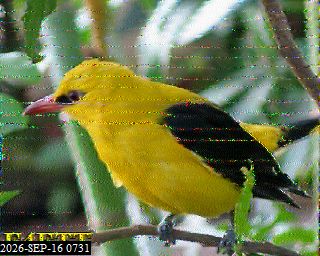SSTV image from F4CYH_20M