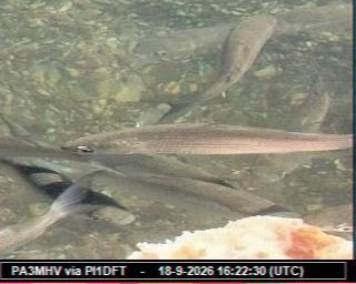 SSTV image from PC1K_2M